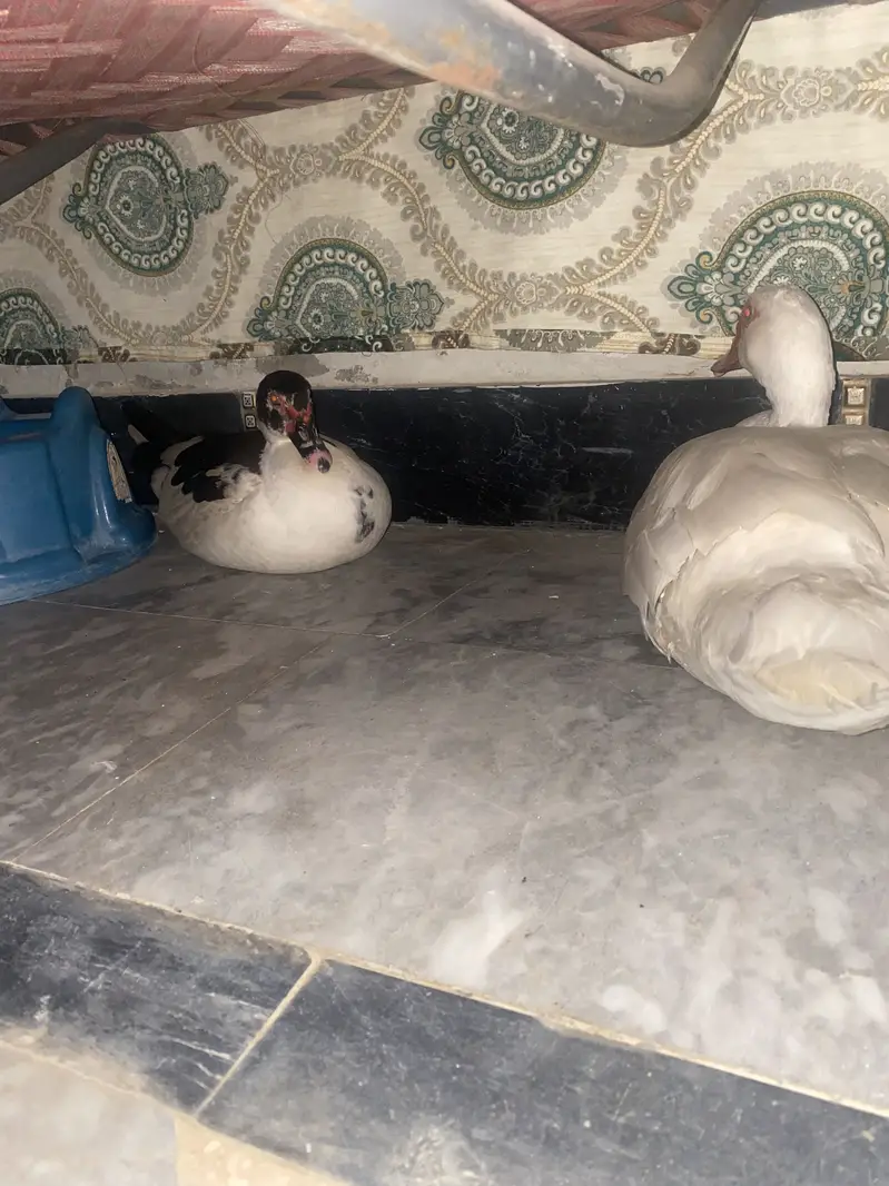 White duck — photo 3