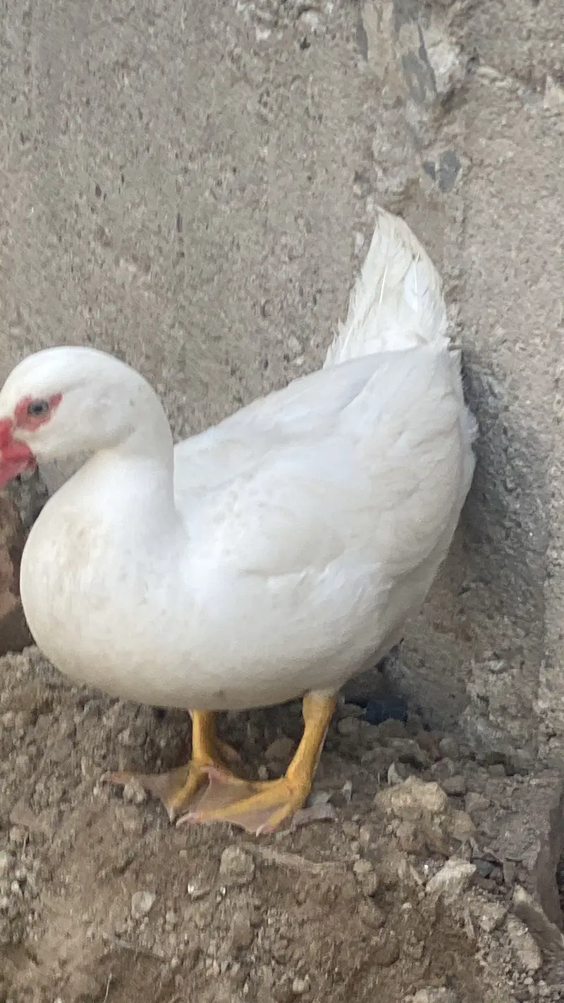 White duck — photo 4