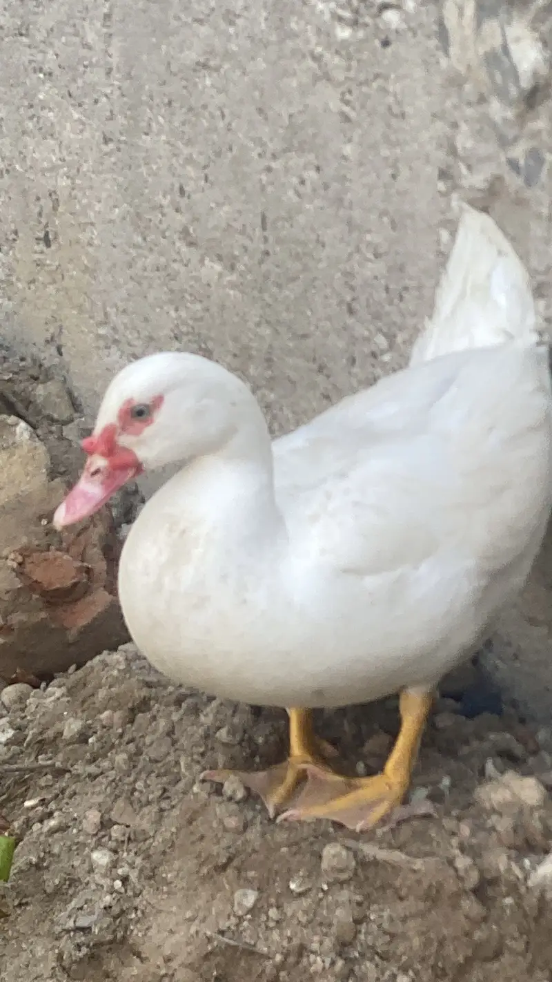 White duck — photo 5