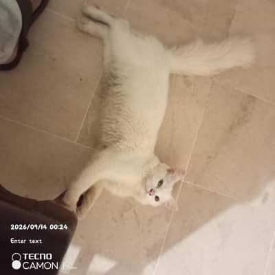 parsion cat