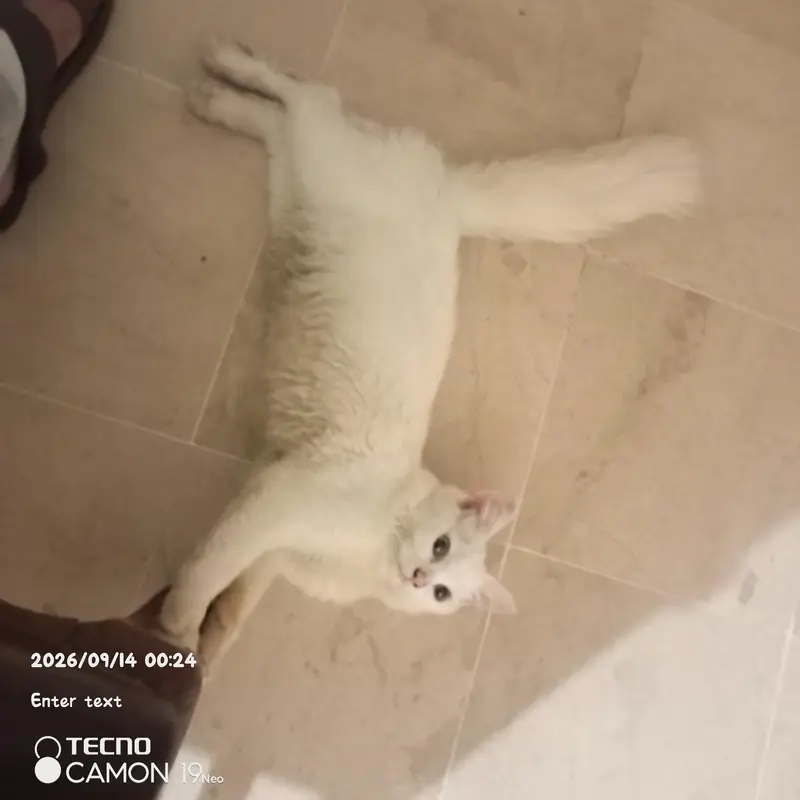 parsion cat — photo 2