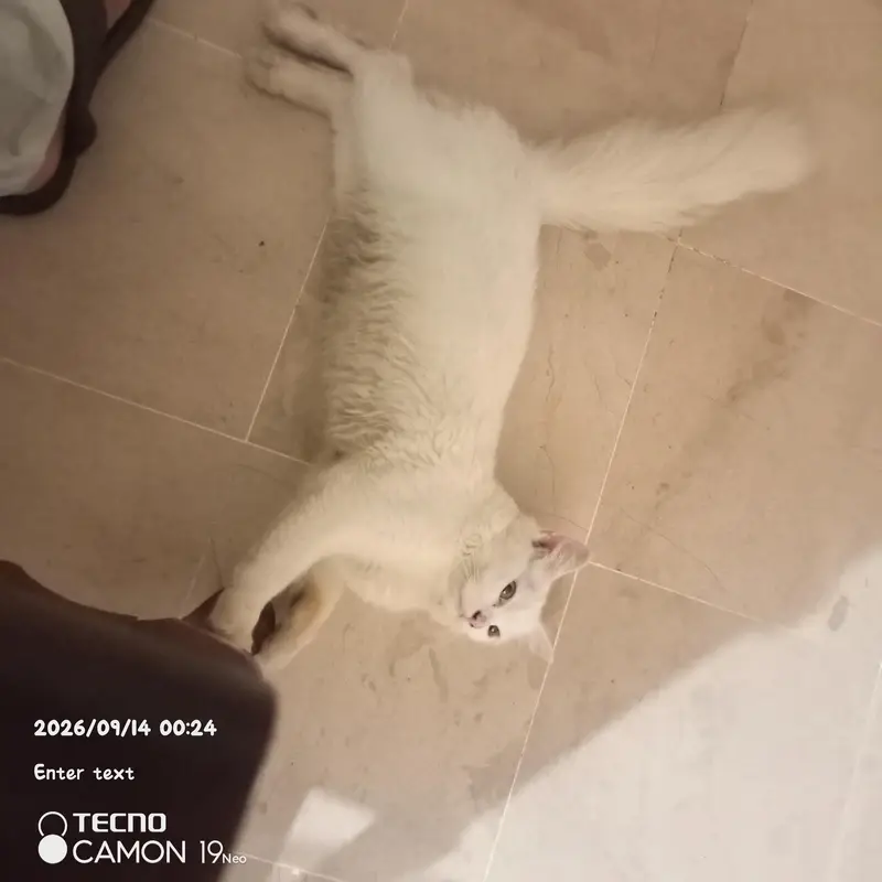 parsion cat — photo 3