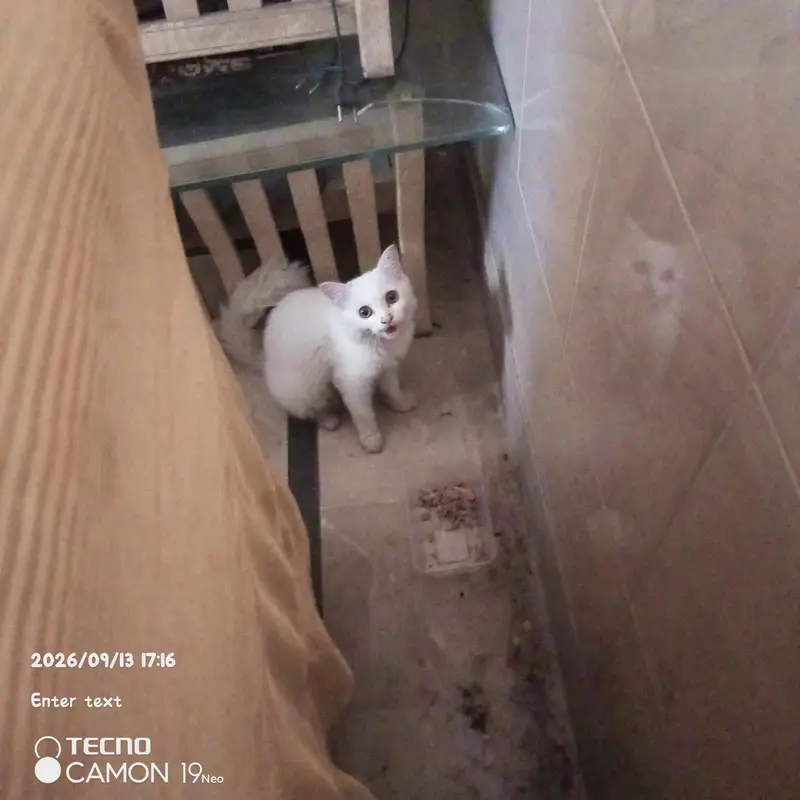 parsion cat — photo 4