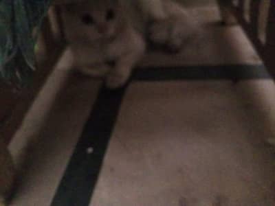 parsion cat
