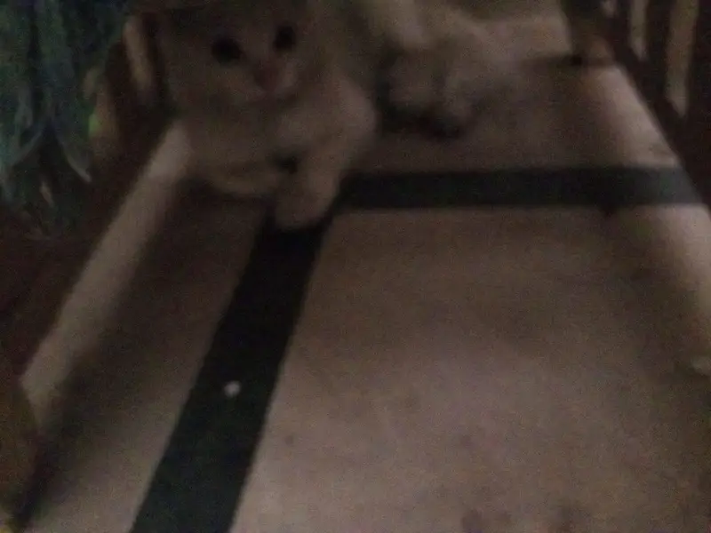 parsion cat — photo 5
