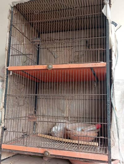 english fantail pigeons