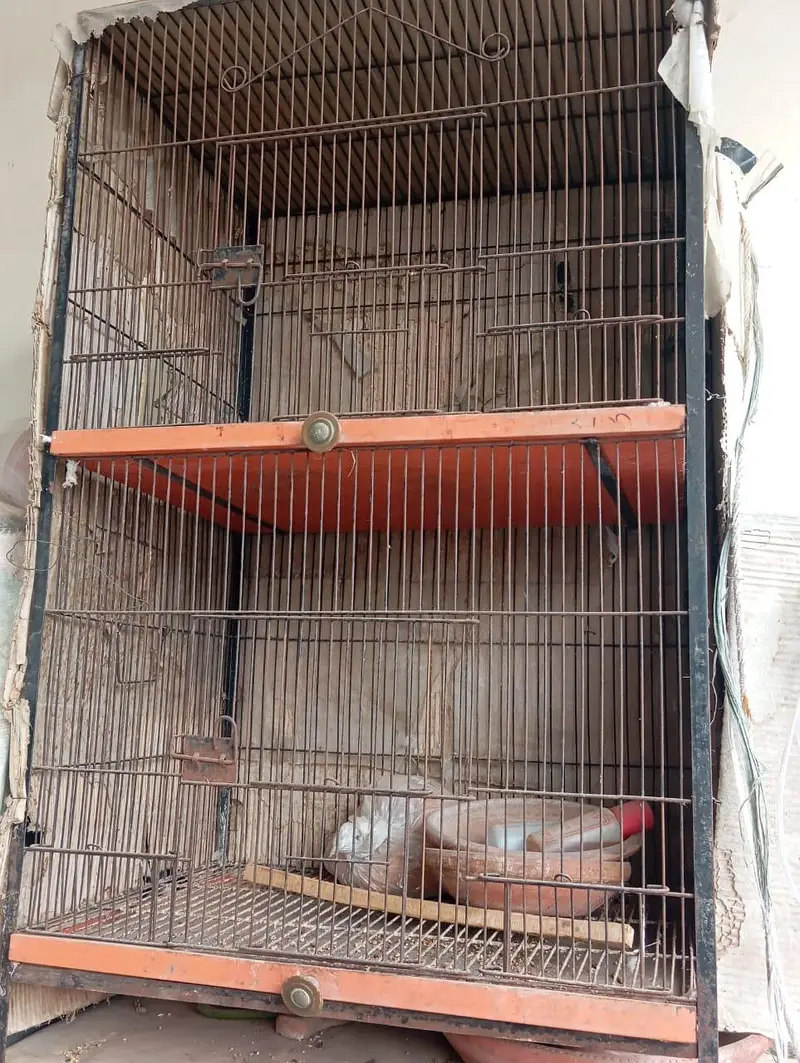 english fantail pigeons