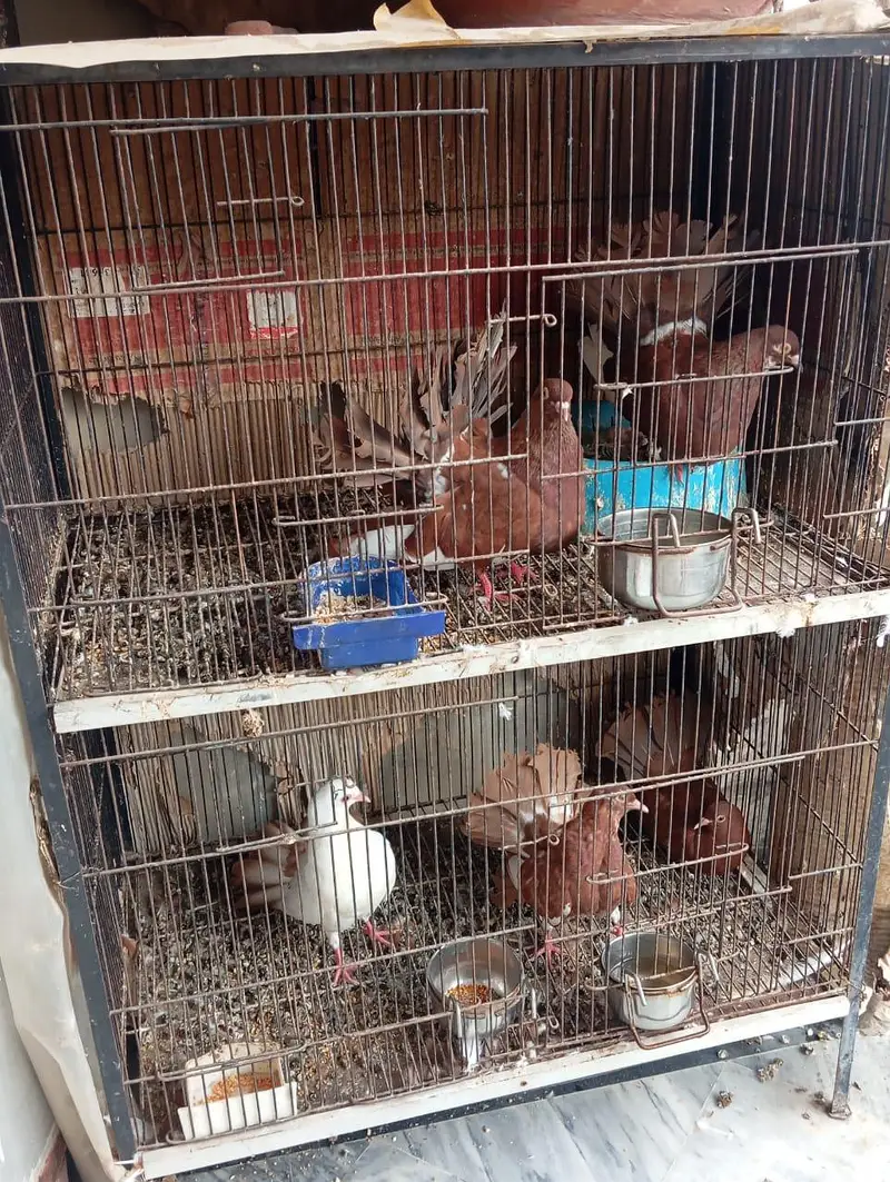 english fantail pigeons — photo 2