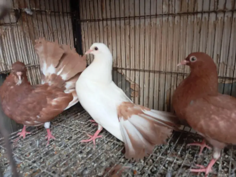 english fantail pigeons — photo 3
