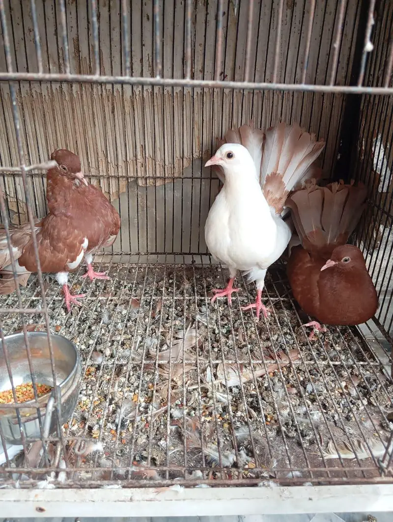 english fantail pigeons — photo 4