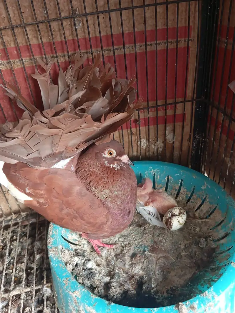 english fantail pigeons — photo 5