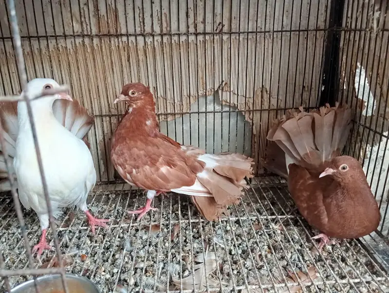 english fantail pigeons — photo 6