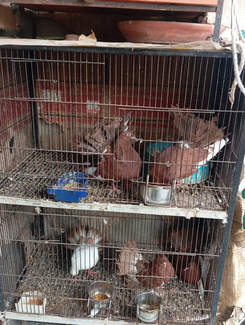english fantail pigeons — photo 7