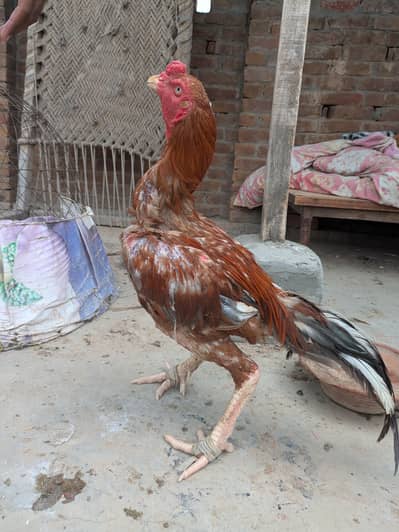 pure peela ptha
