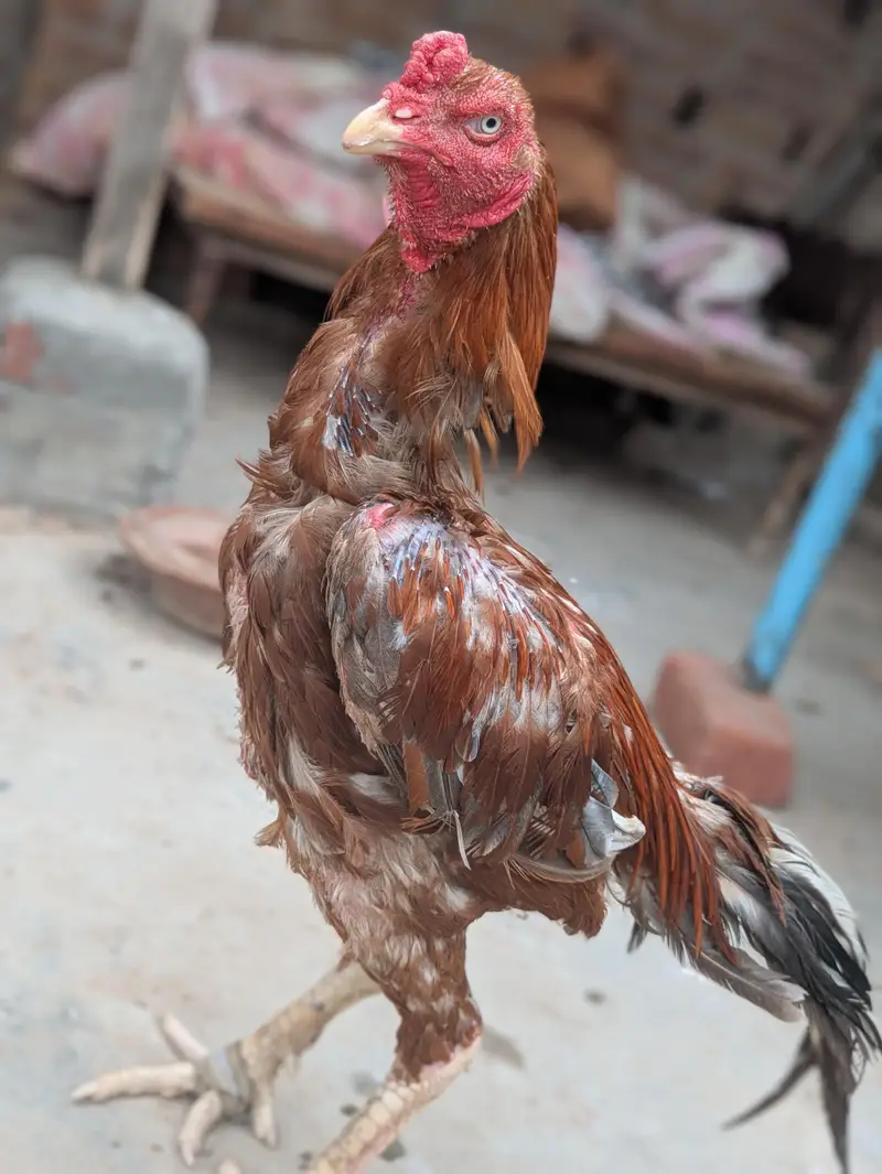 pure peela ptha — photo 2