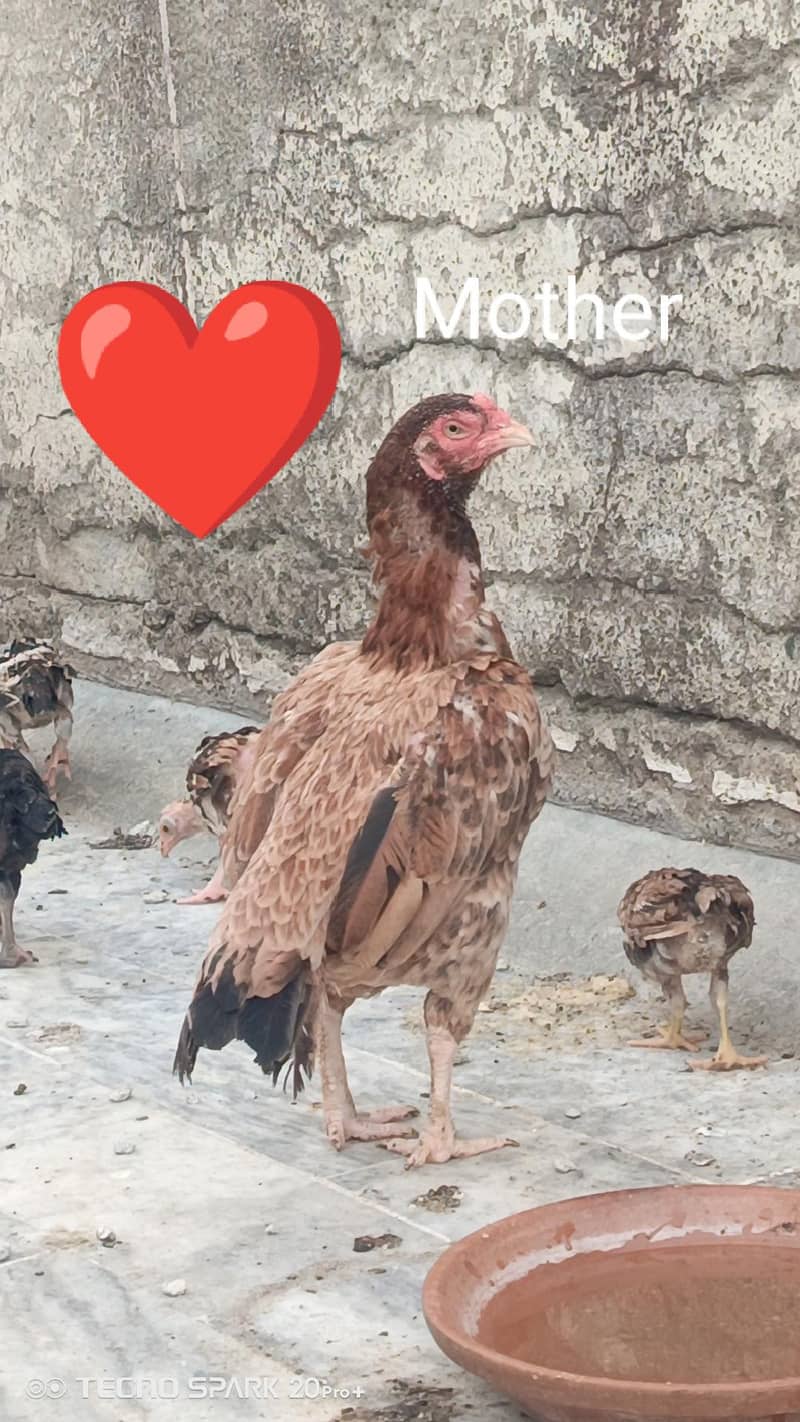 Aseel Chicks 1