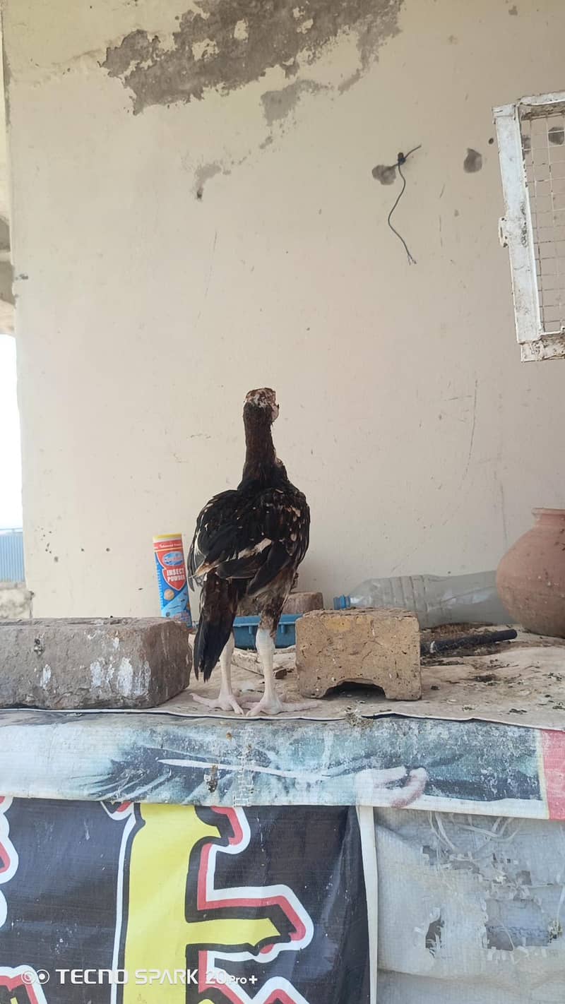 Aseel Chicks 2