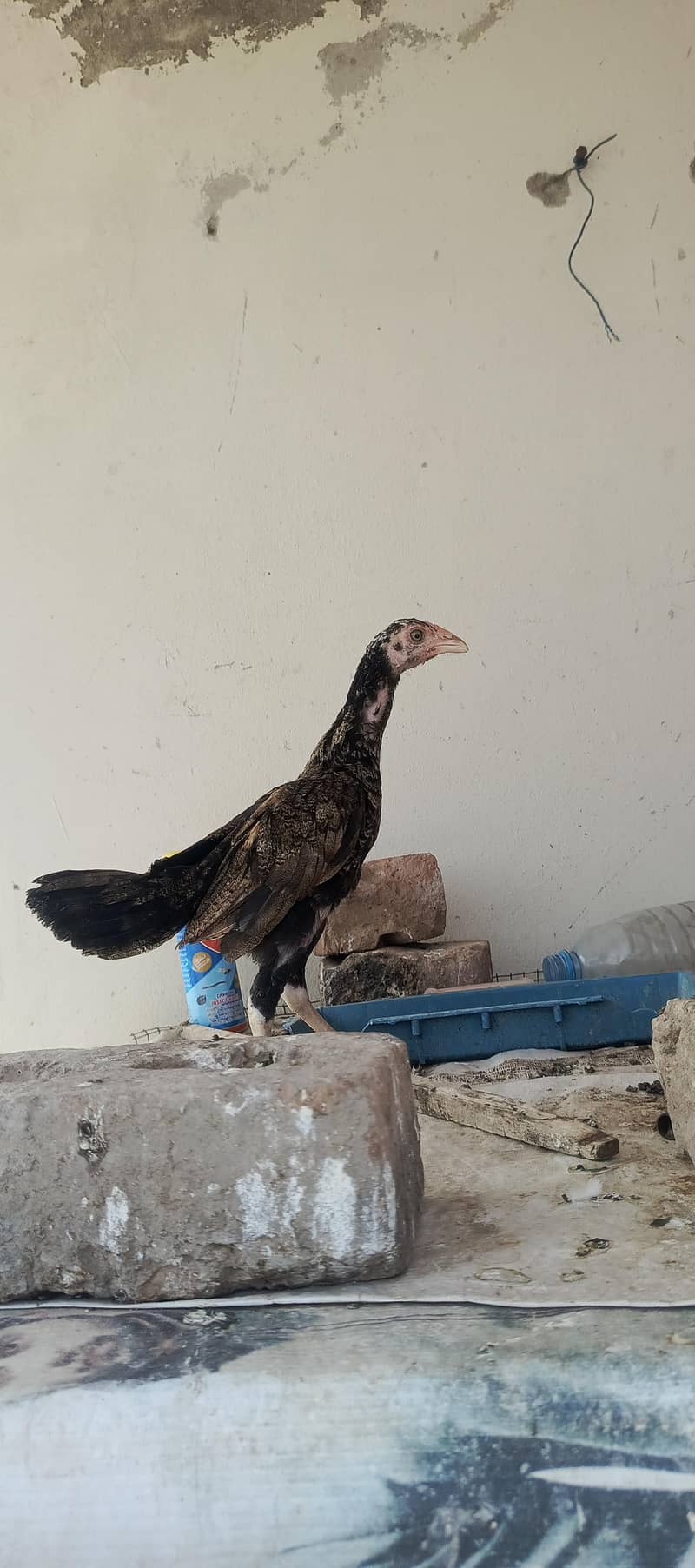 Aseel Chicks 3