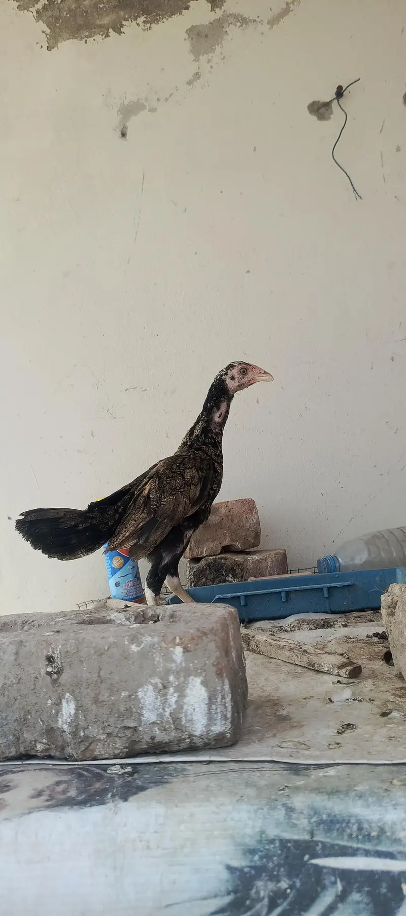 Aseel Chicks — photo 4