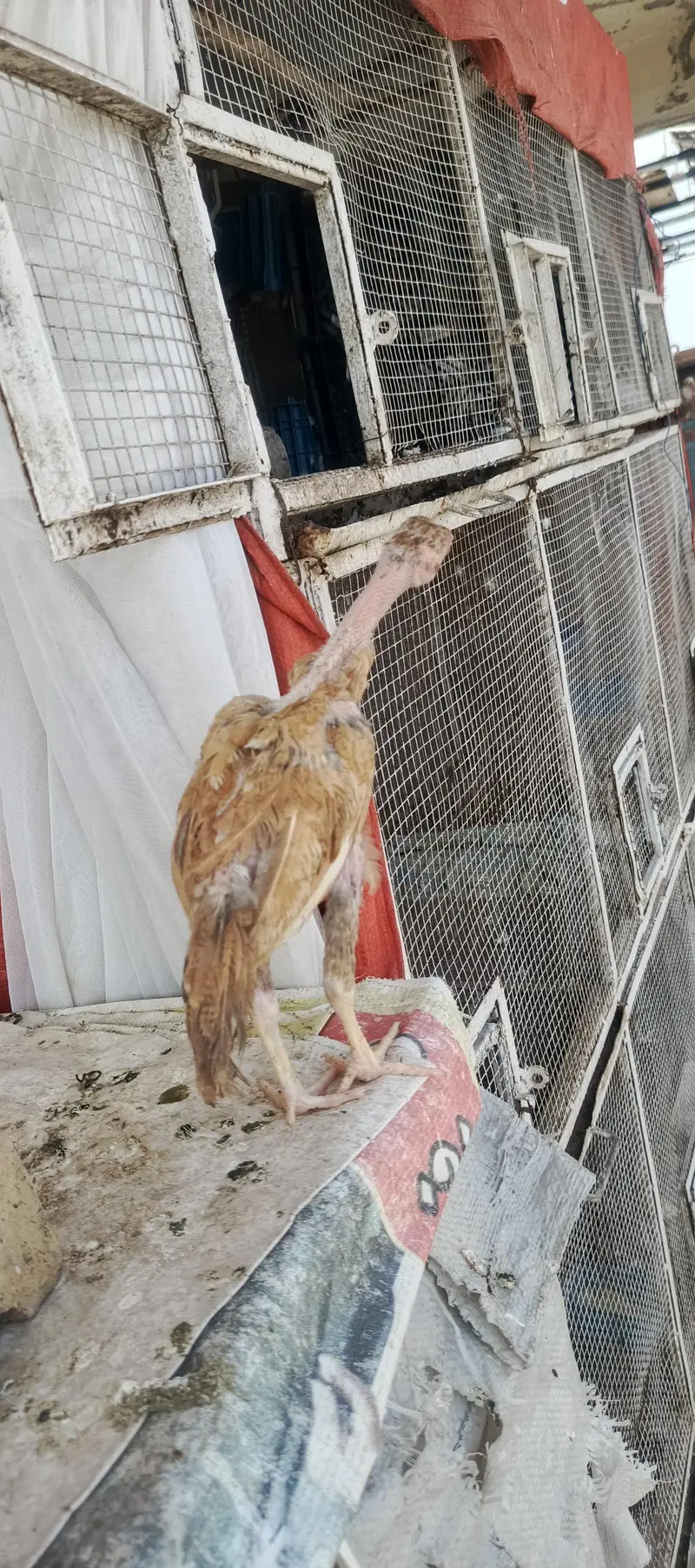 Aseel Chicks — photo 5