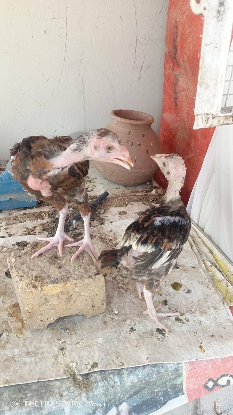 Aseel Chicks 7