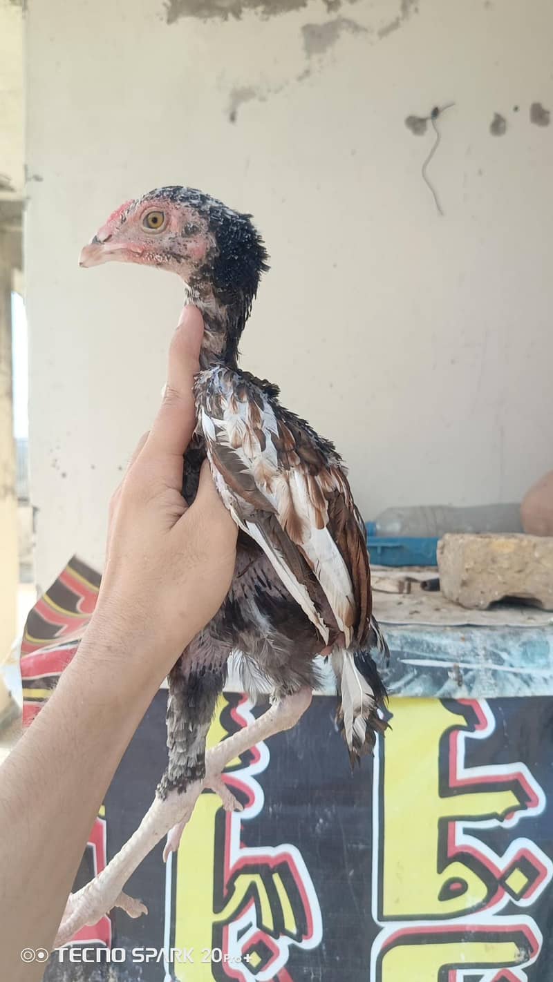 Aseel Chicks 8