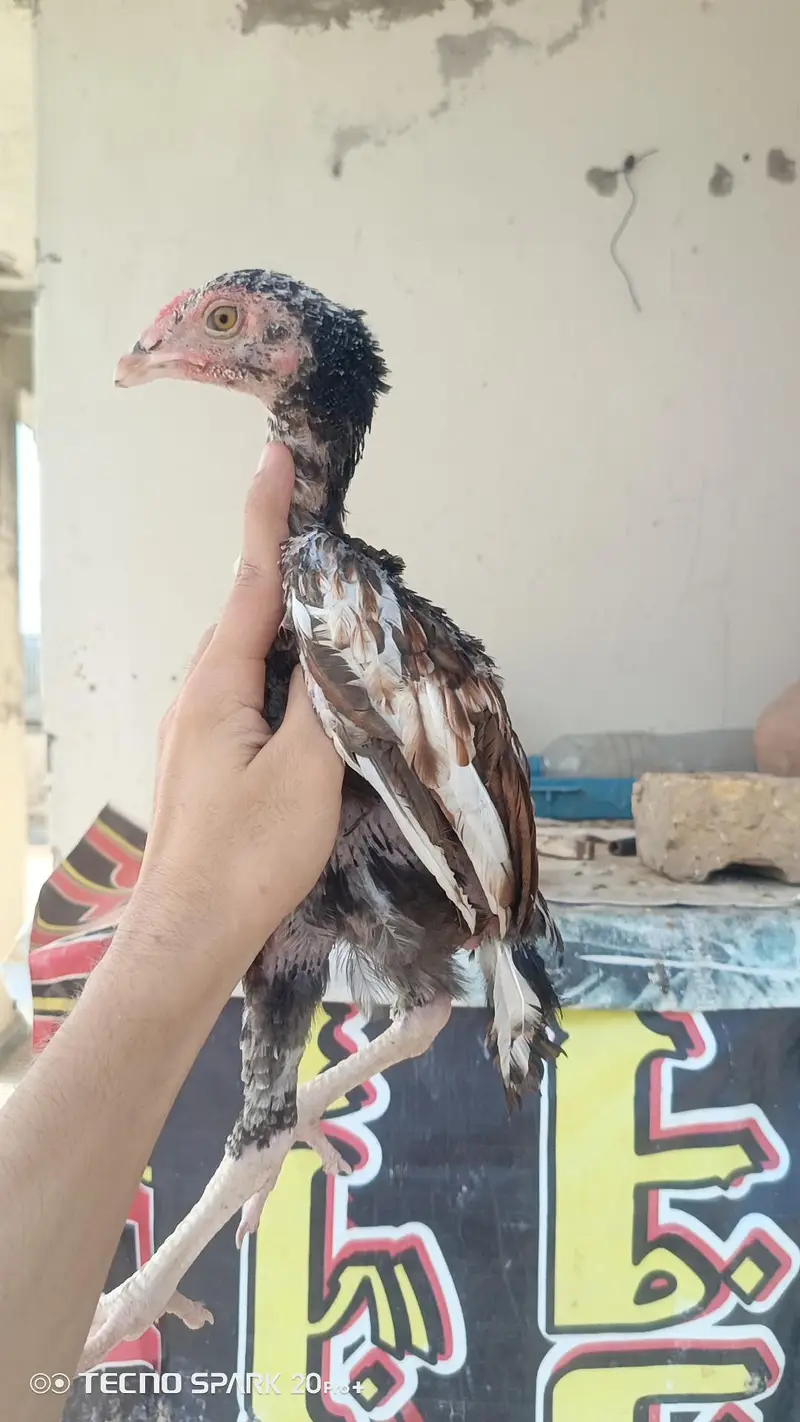Aseel Chicks — photo 9