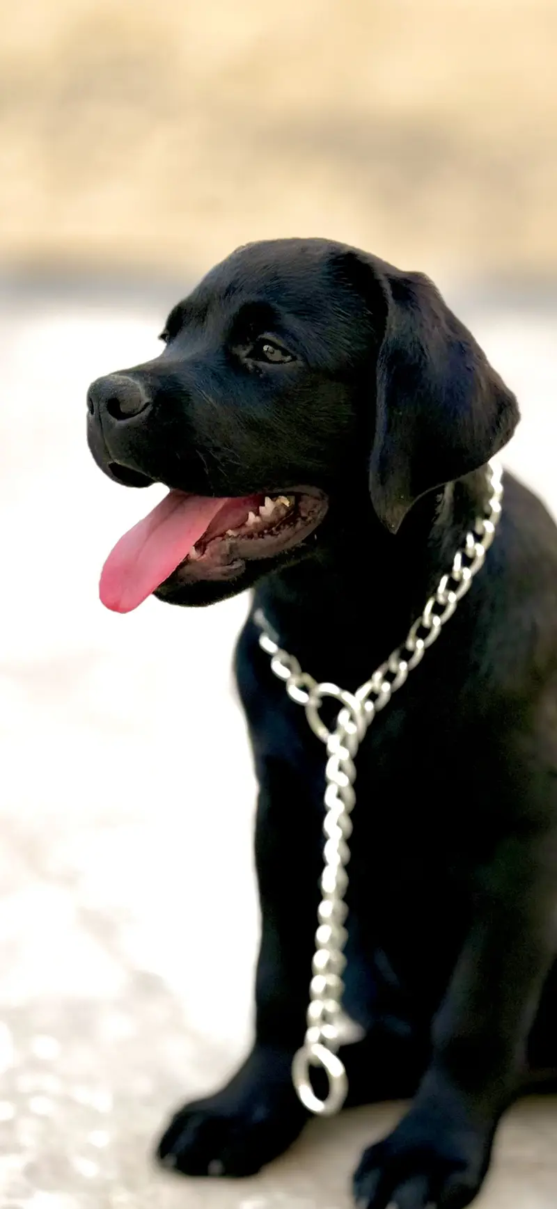 Pedigree Labrador Retriever Show Trained — photo 2