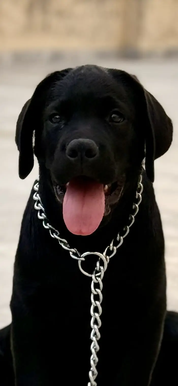 Pedigree Labrador Retriever Show Trained — photo 3
