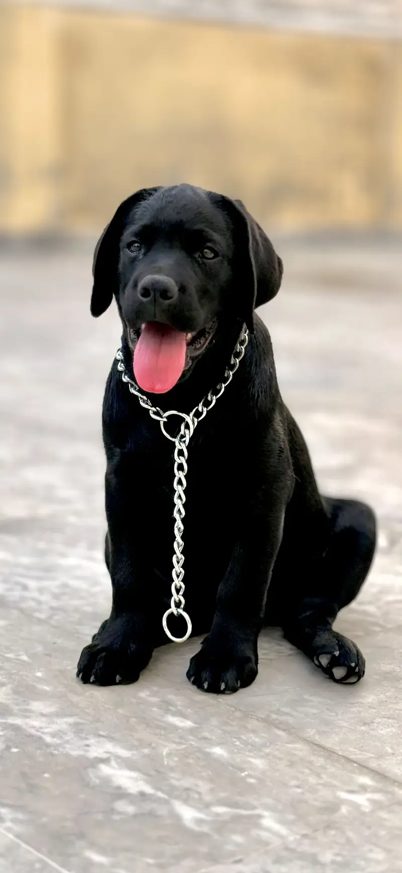 Pedigree Labrador Retriever Show Trained — photo 4