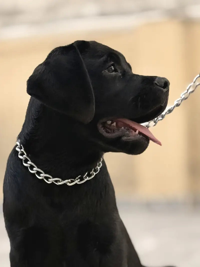 Pedigree Labrador Retriever Show Trained — photo 5