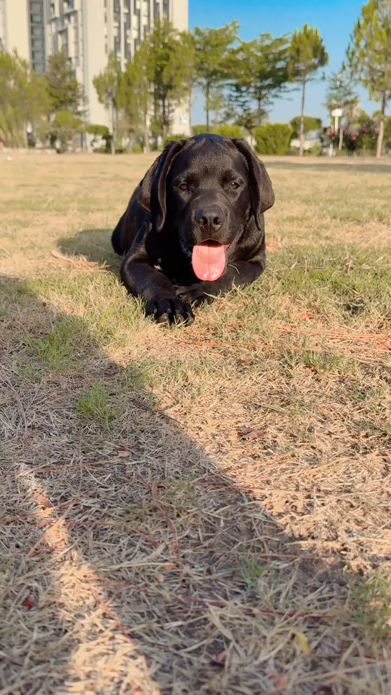 Pedigree Labrador Retriever Show Trained — photo 6