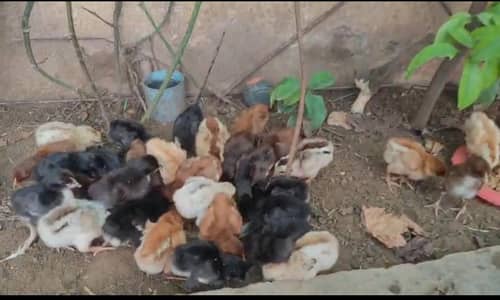 golden misri chick