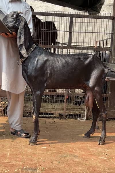 Beetal bakri