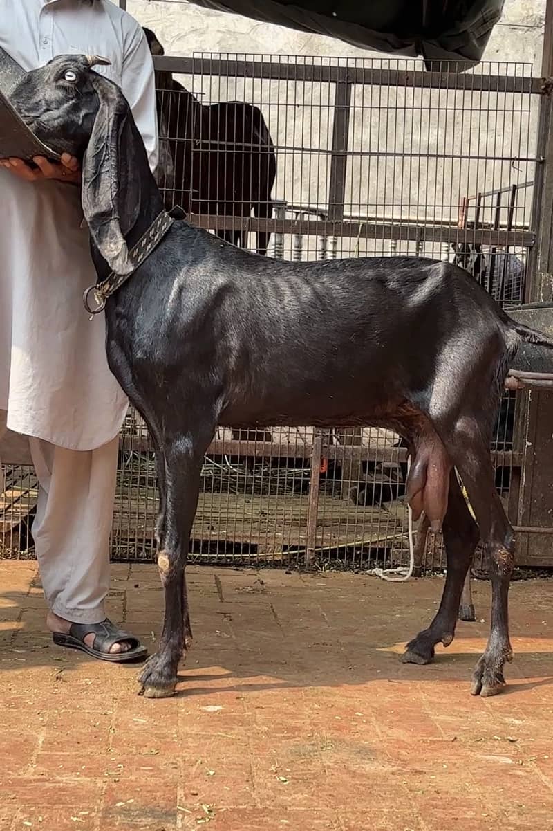 Beetal bakri 0