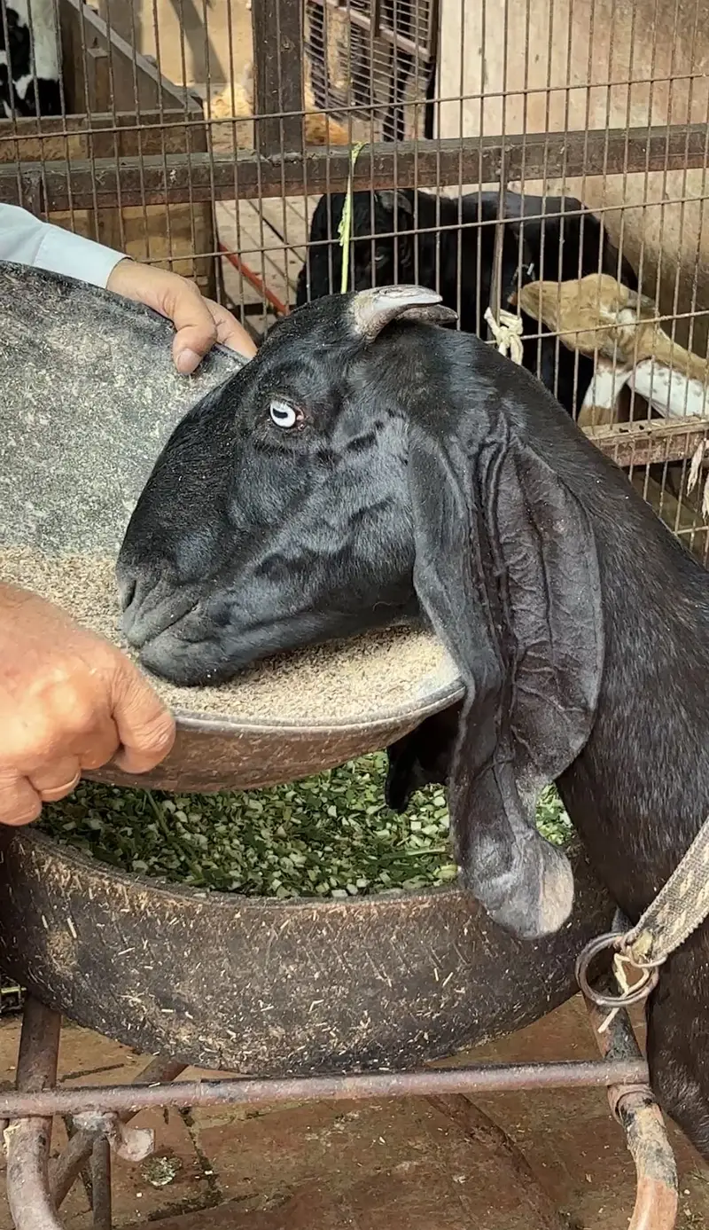 Beetal bakri — photo 2