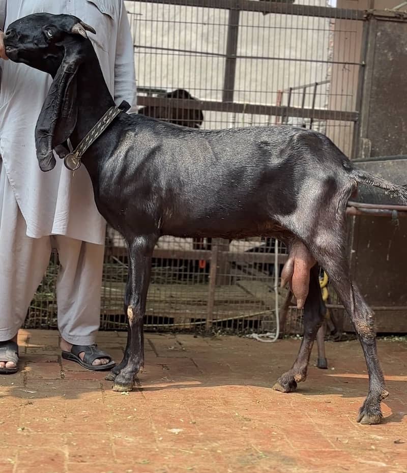 Beetal bakri 2