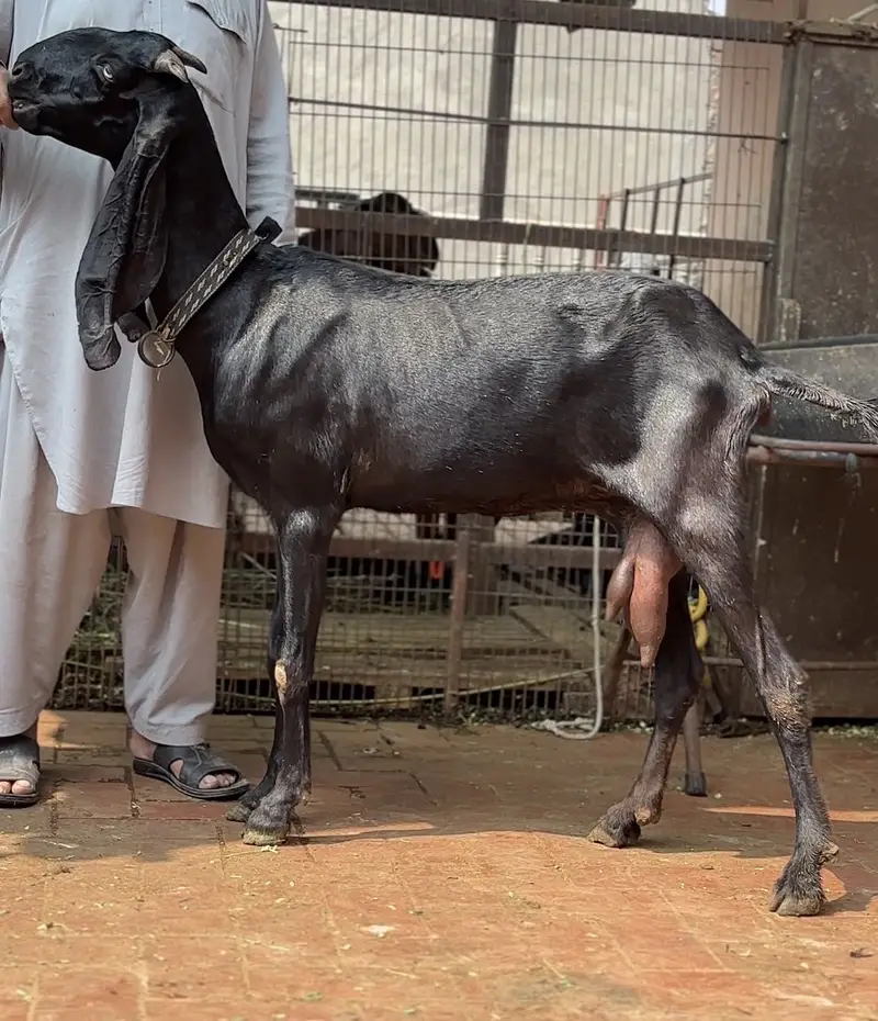 Beetal bakri — photo 3