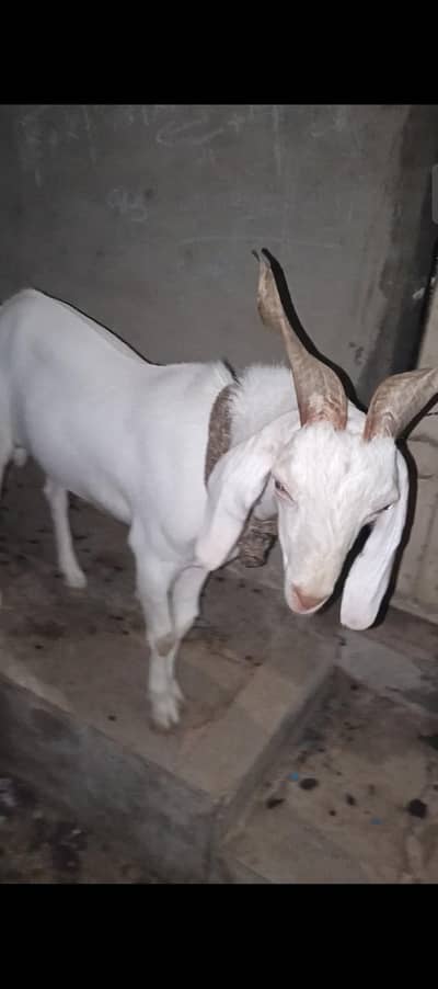 Gulabi tapra bakra