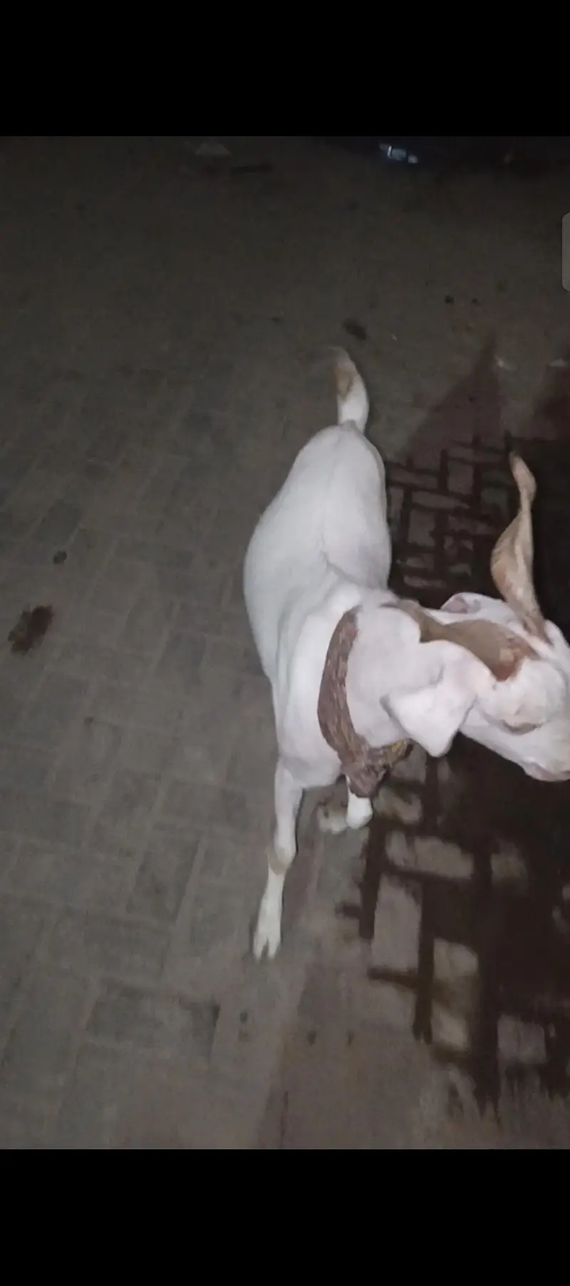 Gulabi tapra bakra — photo 2
