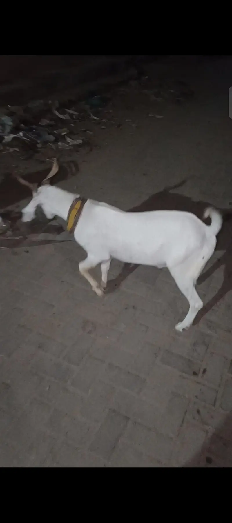 Gulabi tapra bakra — photo 3