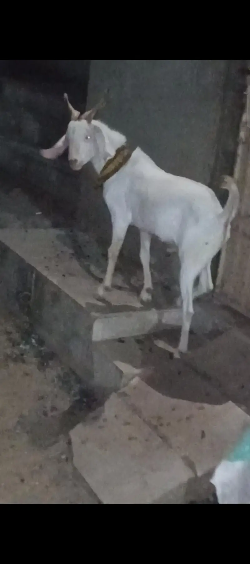 Gulabi tapra bakra — photo 4