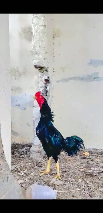 ASEEL LASSANI MUSHKA MALE FOR SELL