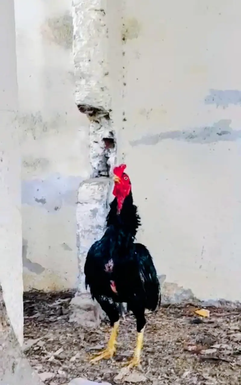 ASEEL LASSANI MUSHKA MALE FOR SELL — photo 2
