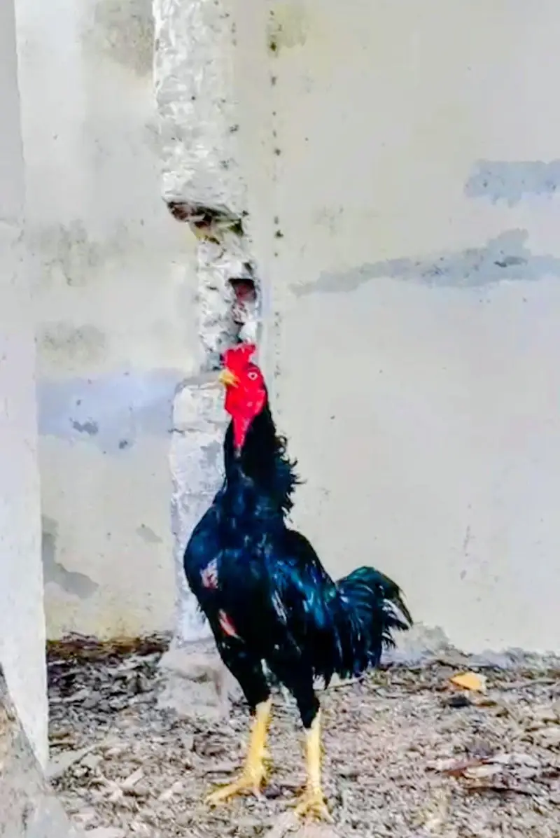 ASEEL LASSANI MUSHKA MALE FOR SELL — photo 3