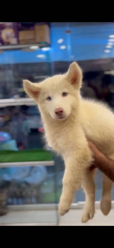 Siberian husky puppies