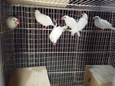 White Java Bird Pair – Healthy & Ready for Breeding