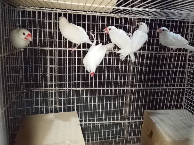 White Java Bird Pair – Healthy & Ready for Breeding 0