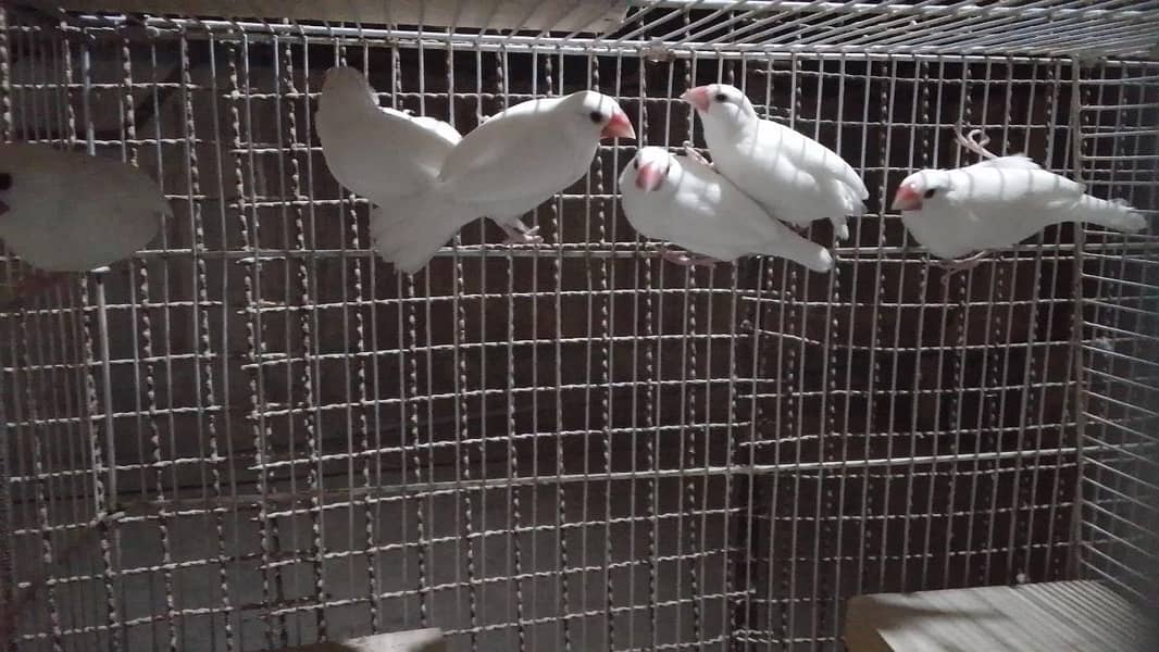 White Java Bird Pair – Healthy & Ready for Breeding 1