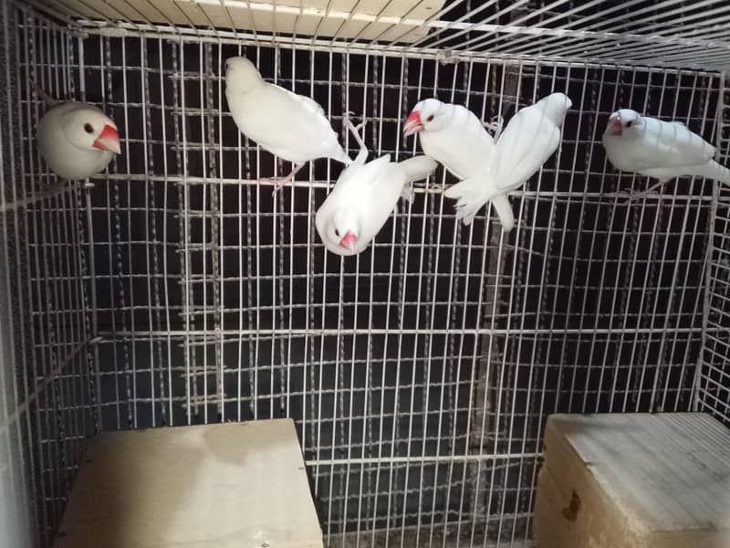 White Java Bird Pair – Healthy & Ready for Breeding 2